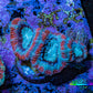 Ultra Acan Coral - Micromussa Lordhowensis - Acan Frag WYSIWYG C5R2B1 Ultra Acan Coral - Micromussa Lordhowensis - Acan Frag WYSIWYG C5R2B1 LPS Coral Ultra Acan Coral - Micromussa Lordhowensis - Acan Frag WYSIWYG C5R2B1 Zeo Box Reef
