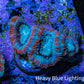 Ultra Acan Coral - Micromussa Lordhowensis - Acan Frag WYSIWYG C5R2B1 Ultra Acan Coral - Micromussa Lordhowensis - Acan Frag WYSIWYG C5R2B1 LPS Coral Ultra Acan Coral - Micromussa Lordhowensis - Acan Frag WYSIWYG C5R2B1 Zeo Box Reef