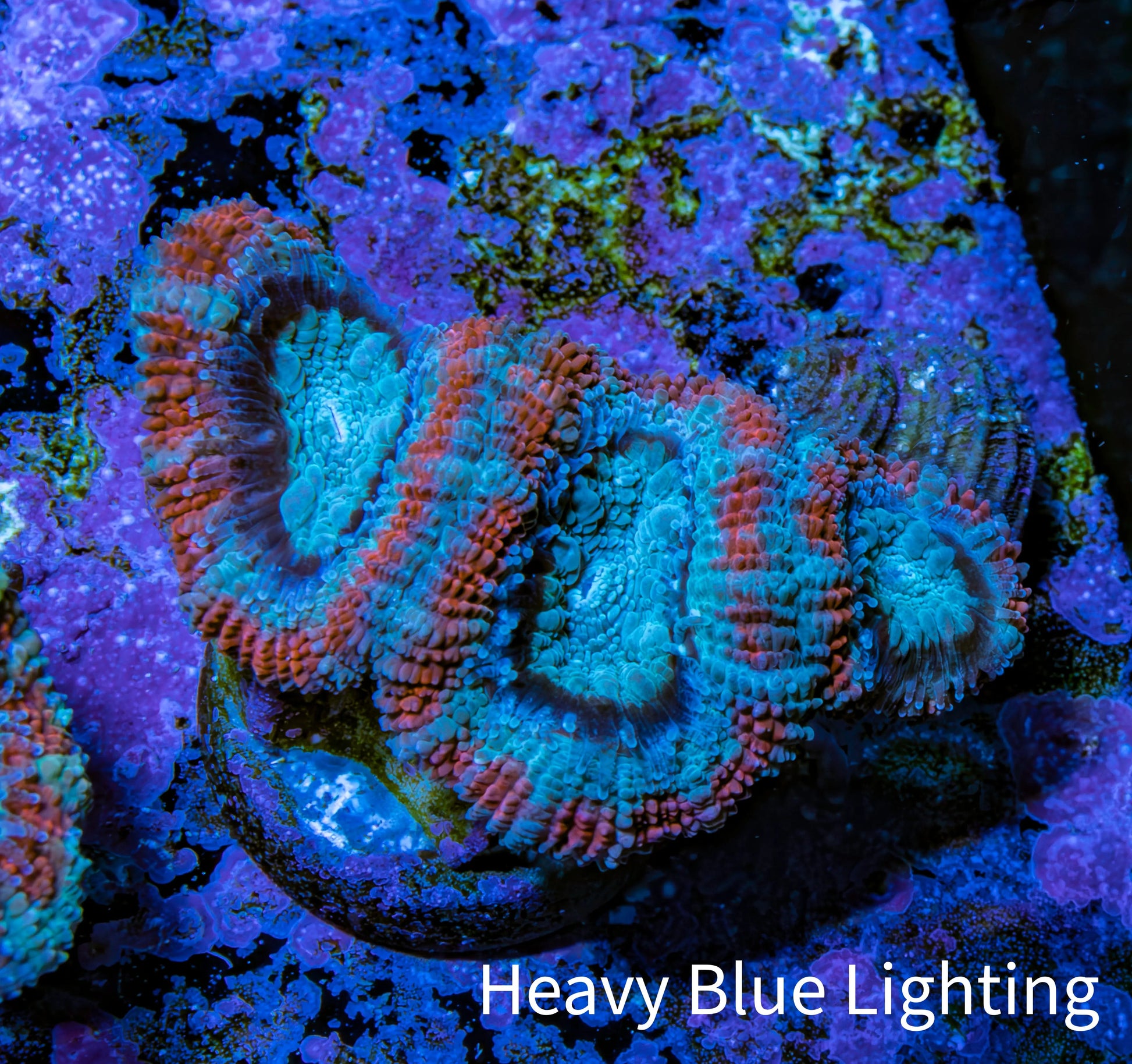 Ultra Acan Coral - Micromussa Lordhowensis - Acan Frag WYSIWYG C5R2B1 Ultra Acan Coral - Micromussa Lordhowensis - Acan Frag WYSIWYG C5R2B1 LPS Coral Ultra Acan Coral - Micromussa Lordhowensis - Acan Frag WYSIWYG C5R2B1 Zeo Box Reef