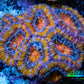Ultra Acan Coral - Micromussa Lordhowensis - Acan Frag WYSIWYG C5R3B1 Ultra Acan Coral - Micromussa Lordhowensis - Acan Frag WYSIWYG C5R3B1 LPS Coral Ultra Acan Coral - Micromussa Lordhowensis - Acan Frag WYSIWYG C5R3B1 Zeo Box Reef