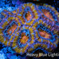 Ultra Acan Coral - Micromussa Lordhowensis - Acan Frag WYSIWYG C5R3B1 Ultra Acan Coral - Micromussa Lordhowensis - Acan Frag WYSIWYG C5R3B1 LPS Coral Ultra Acan Coral - Micromussa Lordhowensis - Acan Frag WYSIWYG C5R3B1 Zeo Box Reef