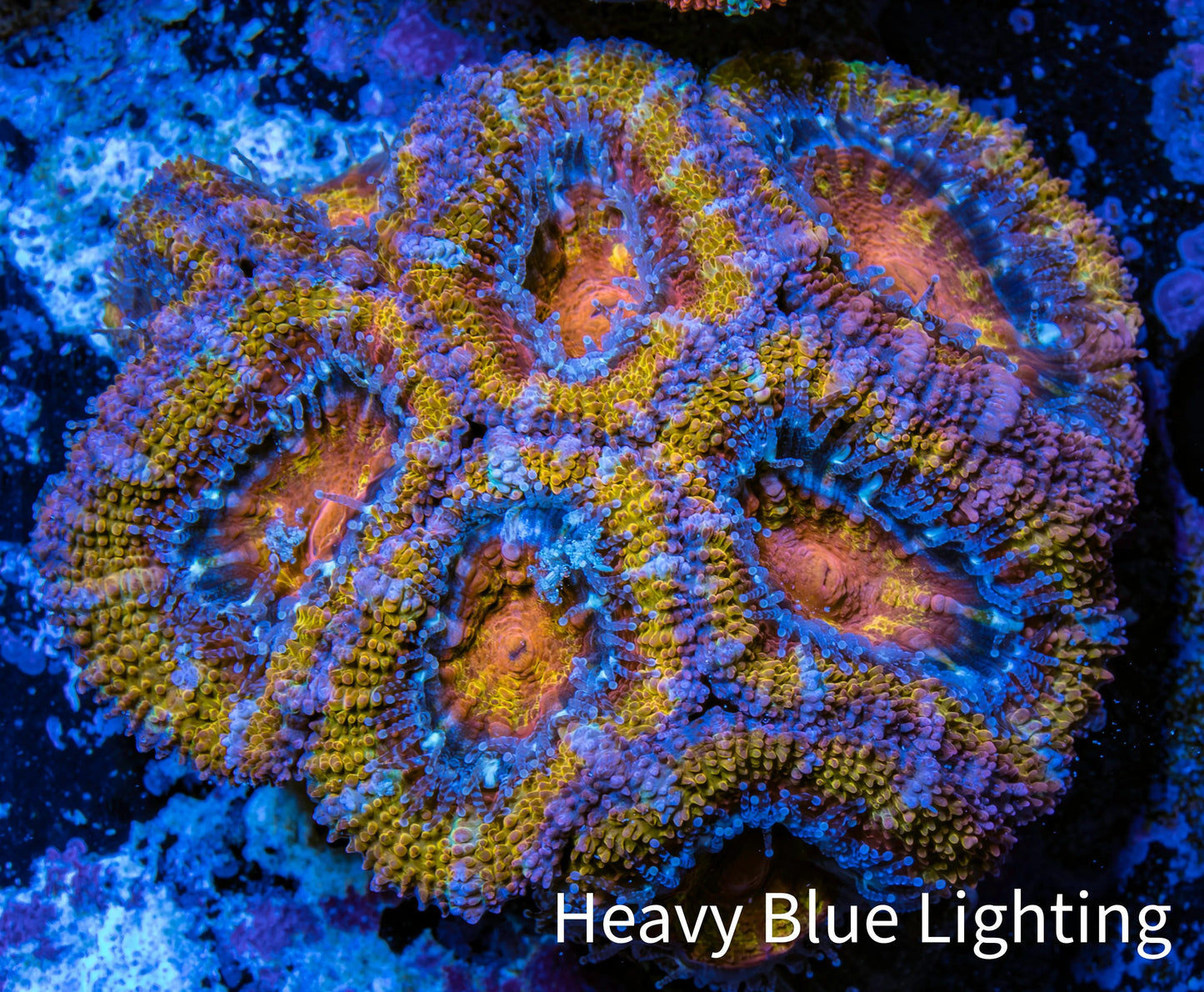 Ultra Acan Coral - Micromussa Lordhowensis - Acan Frag WYSIWYG C5R3B1 Ultra Acan Coral - Micromussa Lordhowensis - Acan Frag WYSIWYG C5R3B1 LPS Coral Ultra Acan Coral - Micromussa Lordhowensis - Acan Frag WYSIWYG C5R3B1 Zeo Box Reef