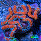 Ultra Acan Coral - Micromussa Lordhowensis - Acan Frag WYSIWYG C5R3B1 Ultra Acan Coral - Micromussa Lordhowensis - Acan Frag WYSIWYG C5R3B1 LPS Coral Ultra Acan Coral - Micromussa Lordhowensis - Acan Frag WYSIWYG C5R3B1 Zeo Box Reef