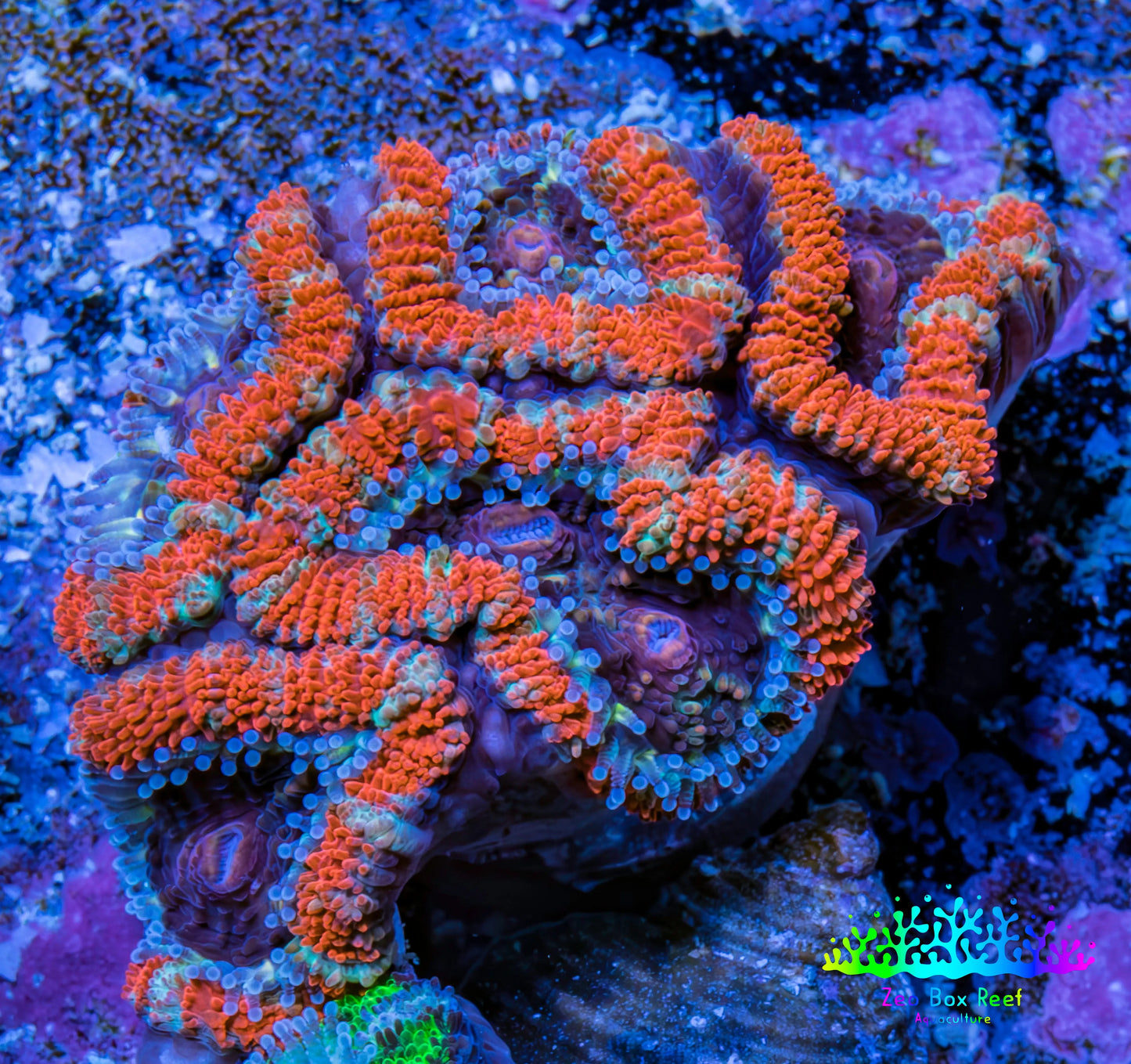 Ultra Acan Coral - Micromussa Lordhowensis - Acan Frag WYSIWYG C5R3B1 Ultra Acan Coral - Micromussa Lordhowensis - Acan Frag WYSIWYG C5R3B1 LPS Coral Ultra Acan Coral - Micromussa Lordhowensis - Acan Frag WYSIWYG C5R3B1 Zeo Box Reef