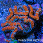 Ultra Acan Coral - Micromussa Lordhowensis - Acan Frag WYSIWYG C5R3B1 Ultra Acan Coral - Micromussa Lordhowensis - Acan Frag WYSIWYG C5R3B1 LPS Coral Ultra Acan Coral - Micromussa Lordhowensis - Acan Frag WYSIWYG C5R3B1 Zeo Box Reef