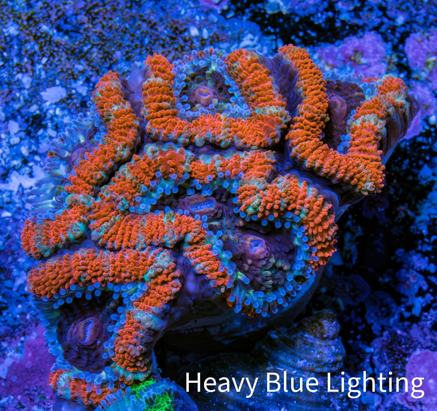 Ultra Acan Coral - Micromussa Lordhowensis - Acan Frag WYSIWYG C5R3B1 Ultra Acan Coral - Micromussa Lordhowensis - Acan Frag WYSIWYG C5R3B1 LPS Coral Ultra Acan Coral - Micromussa Lordhowensis - Acan Frag WYSIWYG C5R3B1 Zeo Box Reef