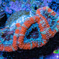 Ultra Acan Coral - Micromussa Lordhowensis - Acan Frag WYSIWYG C5R3B1 Ultra Acan Coral - Micromussa Lordhowensis - Acan Frag WYSIWYG C5R3B1 LPS Coral Ultra Acan Coral - Micromussa Lordhowensis - Acan Frag WYSIWYG C5R3B1 Zeo Box Reef
