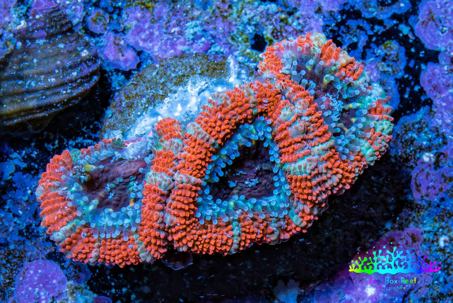 Ultra Acan Coral - Micromussa Lordhowensis - Acan Frag WYSIWYG C5R3B1 Ultra Acan Coral - Micromussa Lordhowensis - Acan Frag WYSIWYG C5R3B1 LPS Coral Ultra Acan Coral - Micromussa Lordhowensis - Acan Frag WYSIWYG C5R3B1 Zeo Box Reef