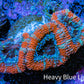 Ultra Acan Coral - Micromussa Lordhowensis - Acan Frag WYSIWYG C5R3B1 Ultra Acan Coral - Micromussa Lordhowensis - Acan Frag WYSIWYG C5R3B1 LPS Coral Ultra Acan Coral - Micromussa Lordhowensis - Acan Frag WYSIWYG C5R3B1 Zeo Box Reef