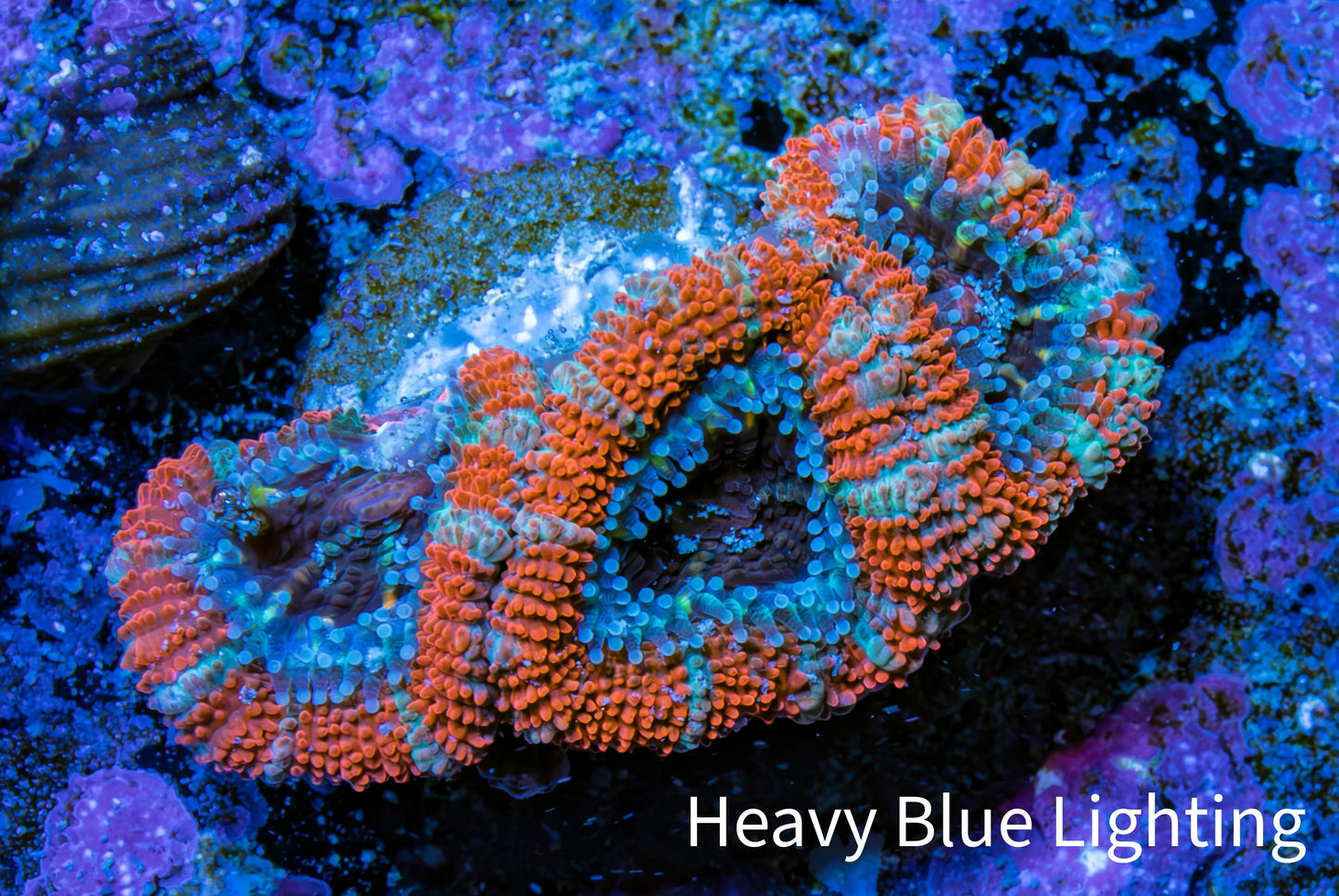 Ultra Acan Coral - Micromussa Lordhowensis - Acan Frag WYSIWYG C5R3B1 Ultra Acan Coral - Micromussa Lordhowensis - Acan Frag WYSIWYG C5R3B1 LPS Coral Ultra Acan Coral - Micromussa Lordhowensis - Acan Frag WYSIWYG C5R3B1 Zeo Box Reef