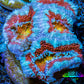 Ultra Acan Coral - Micromussa Lordhowensis - Acan Frag WYSIWYG C5R3B1 Ultra Acan Coral - Micromussa Lordhowensis - Acan Frag WYSIWYG C5R3B1 LPS Coral Ultra Acan Coral - Micromussa Lordhowensis - Acan Frag WYSIWYG C5R3B1 Zeo Box Reef