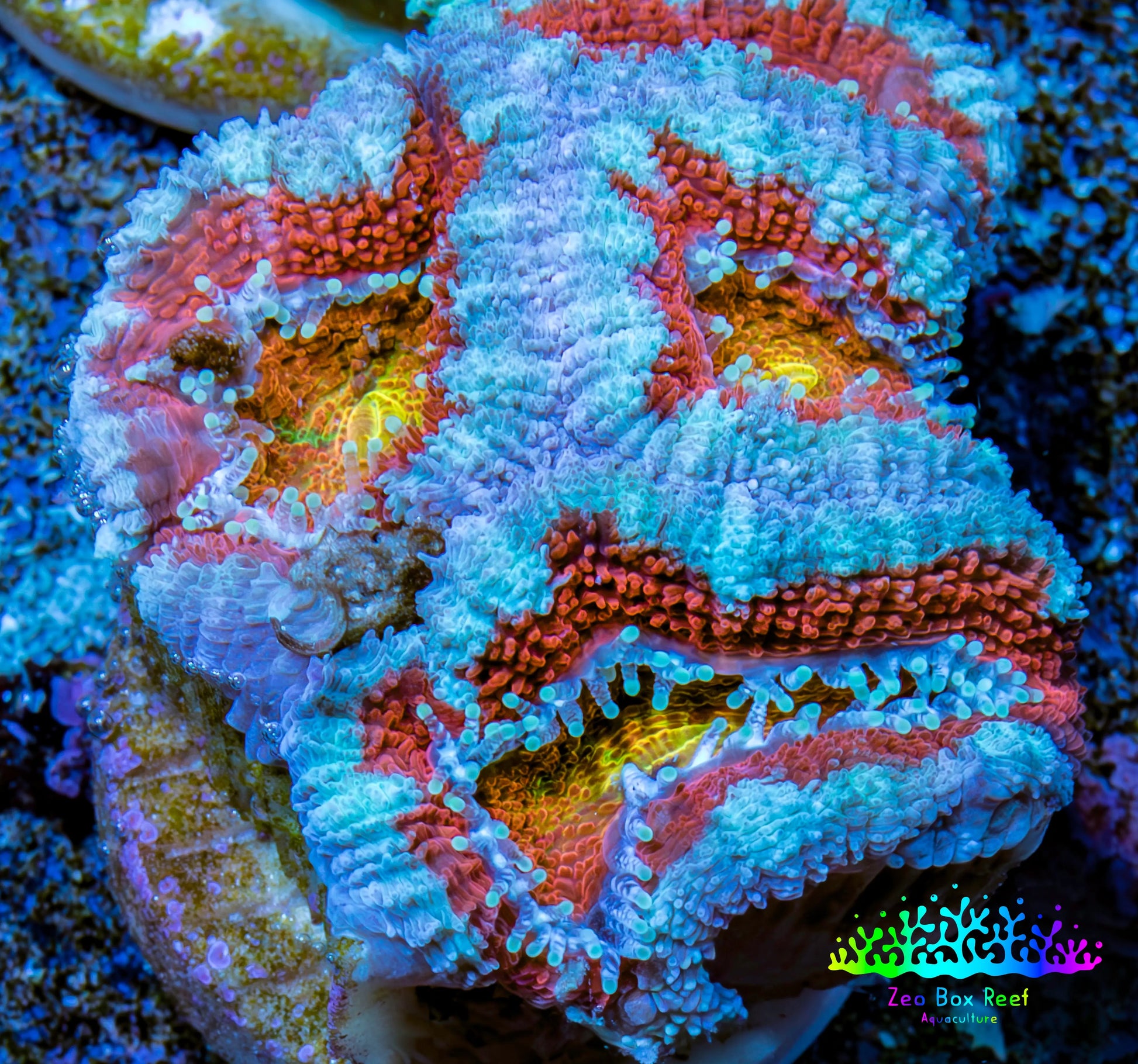 Ultra Acan Coral - Micromussa Lordhowensis - Acan Frag WYSIWYG C5R3B1 Ultra Acan Coral - Micromussa Lordhowensis - Acan Frag WYSIWYG C5R3B1 LPS Coral Ultra Acan Coral - Micromussa Lordhowensis - Acan Frag WYSIWYG C5R3B1 Zeo Box Reef