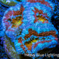 Ultra Acan Coral - Micromussa Lordhowensis - Acan Frag WYSIWYG C5R3B1 Ultra Acan Coral - Micromussa Lordhowensis - Acan Frag WYSIWYG C5R3B1 LPS Coral Ultra Acan Coral - Micromussa Lordhowensis - Acan Frag WYSIWYG C5R3B1 Zeo Box Reef