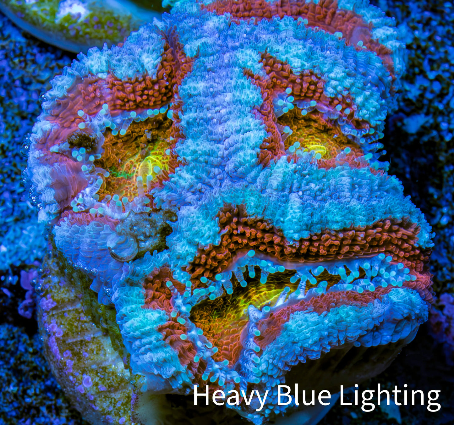 Ultra Acan Coral - Micromussa Lordhowensis - Acan Frag WYSIWYG C5R3B1 Ultra Acan Coral - Micromussa Lordhowensis - Acan Frag WYSIWYG C5R3B1 LPS Coral Ultra Acan Coral - Micromussa Lordhowensis - Acan Frag WYSIWYG C5R3B1 Zeo Box Reef