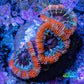 Ultra Acan Coral - Micromussa Lordhowensis - Acan Frag WYSIWYG C6R3B1 Ultra Acan Coral - Micromussa Lordhowensis - Acan Frag WYSIWYG C6R3B1 LPS Coral Ultra Acan Coral - Micromussa Lordhowensis - Acan Frag WYSIWYG C6R3B1 Zeo Box Reef