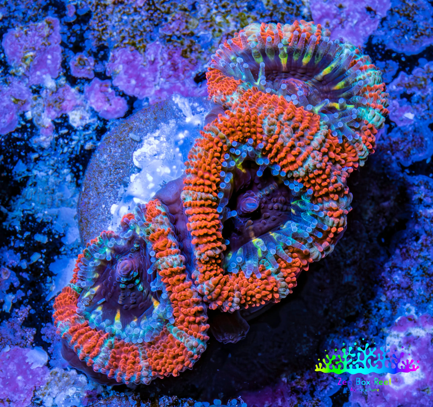 Ultra Acan Coral - Micromussa Lordhowensis - Acan Frag WYSIWYG C6R3B1 Ultra Acan Coral - Micromussa Lordhowensis - Acan Frag WYSIWYG C6R3B1 LPS Coral Ultra Acan Coral - Micromussa Lordhowensis - Acan Frag WYSIWYG C6R3B1 Zeo Box Reef