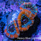 Ultra Acan Coral - Micromussa Lordhowensis - Acan Frag WYSIWYG C6R3B1 Ultra Acan Coral - Micromussa Lordhowensis - Acan Frag WYSIWYG C6R3B1 LPS Coral Ultra Acan Coral - Micromussa Lordhowensis - Acan Frag WYSIWYG C6R3B1 Zeo Box Reef
