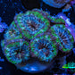 Ultra Acan Coral - Micromussa Lordhowensis - Acan Frag WYSIWYG C9R2B1 Ultra Acan Coral - Micromussa Lordhowensis - Acan Frag WYSIWYG C9R2B1 LPS Coral Ultra Acan Coral - Micromussa Lordhowensis - Acan Frag WYSIWYG C9R2B1 Zeo Box Reef