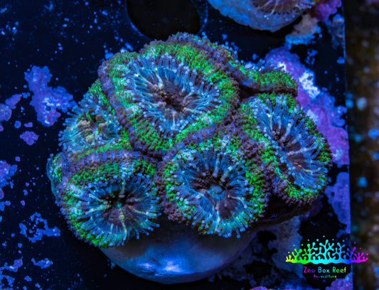Ultra Acan Coral - Micromussa Lordhowensis - Acan Frag WYSIWYG C9R2B1 Ultra Acan Coral - Micromussa Lordhowensis - Acan Frag WYSIWYG C9R2B1 LPS Coral Ultra Acan Coral - Micromussa Lordhowensis - Acan Frag WYSIWYG C9R2B1 Zeo Box Reef