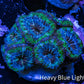 Ultra Acan Coral - Micromussa Lordhowensis - Acan Frag WYSIWYG C9R2B1 Ultra Acan Coral - Micromussa Lordhowensis - Acan Frag WYSIWYG C9R2B1 LPS Coral Ultra Acan Coral - Micromussa Lordhowensis - Acan Frag WYSIWYG C9R2B1 Zeo Box Reef