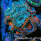 Ultra Acan Coral - Micromussa Lordhowensis - Acan Frag WYSIWYG D1R3B1 Ultra Acan Coral - Micromussa Lordhowensis - Acan Frag WYSIWYG D1R3B1 LPS Coral Ultra Acan Coral - Micromussa Lordhowensis - Acan Frag WYSIWYG D1R3B1 Zeo Box Reef