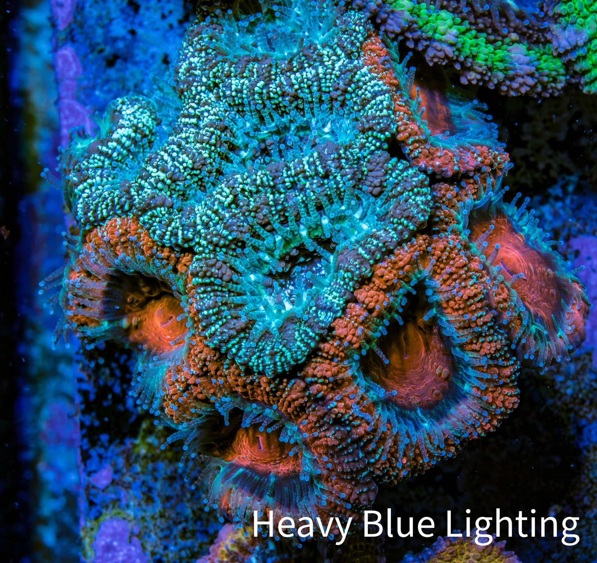 Ultra Acan Coral - Micromussa Lordhowensis - Acan Frag WYSIWYG D1R3B1 Ultra Acan Coral - Micromussa Lordhowensis - Acan Frag WYSIWYG D1R3B1 LPS Coral Ultra Acan Coral - Micromussa Lordhowensis - Acan Frag WYSIWYG D1R3B1 Zeo Box Reef