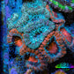 Ultra Acan Coral - Micromussa Lordhowensis - Acan Frag WYSIWYG D1R3B1 Ultra Acan Coral - Micromussa Lordhowensis - Acan Frag WYSIWYG D1R3B1 LPS Coral Ultra Acan Coral - Micromussa Lordhowensis - Acan Frag WYSIWYG D1R3B1 Zeo Box Reef
