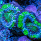 Ultra Acan Coral - Micromussa Lordhowensis - Acan Frag WYSIWYG D1R3B1 Ultra Acan Coral - Micromussa Lordhowensis - Acan Frag WYSIWYG D1R3B1 LPS Coral Ultra Acan Coral - Micromussa Lordhowensis - Acan Frag WYSIWYG D1R3B1 Zeo Box Reef