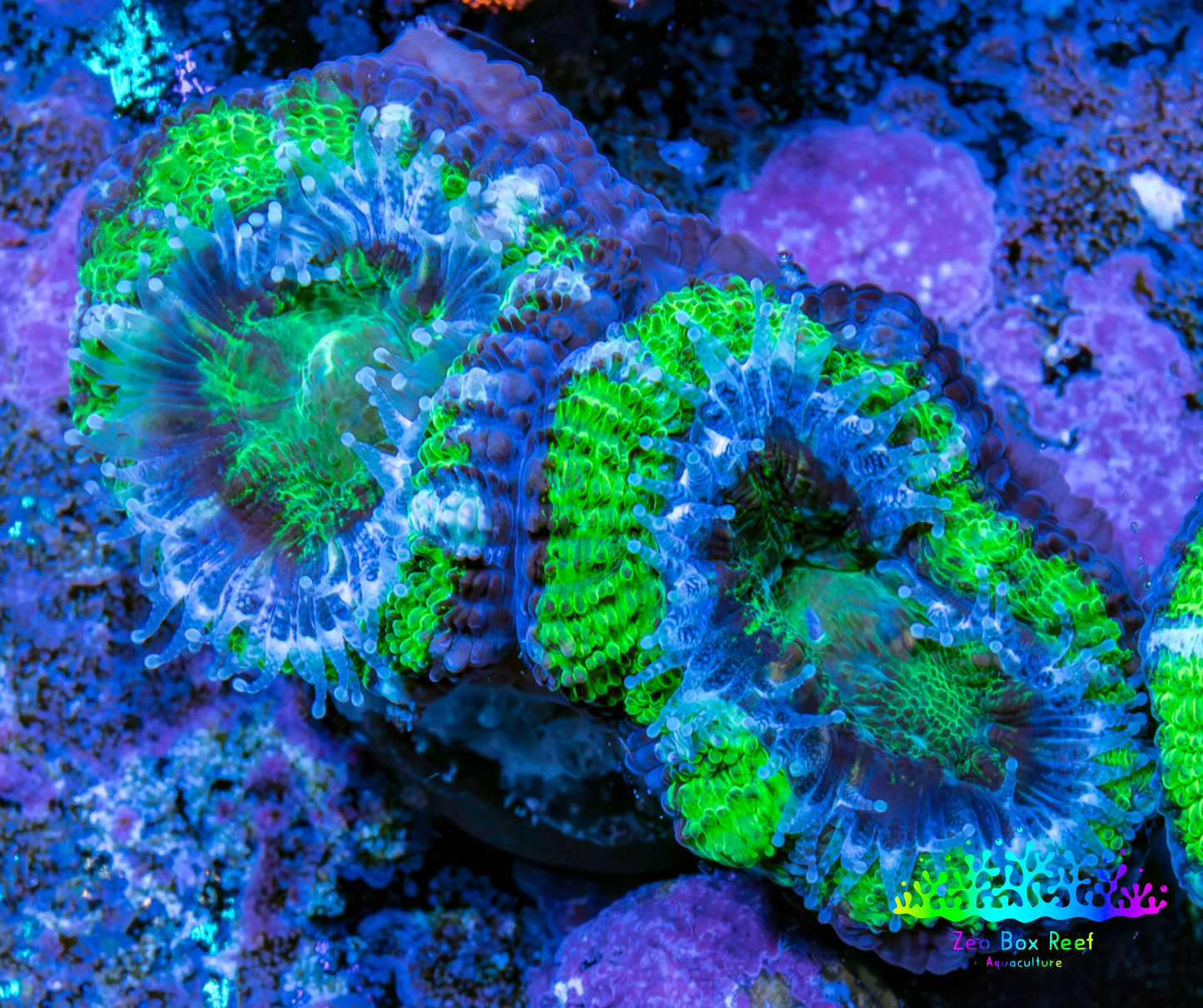 Ultra Acan Coral - Micromussa Lordhowensis - Acan Frag WYSIWYG D1R3B1 Ultra Acan Coral - Micromussa Lordhowensis - Acan Frag WYSIWYG D1R3B1 LPS Coral Ultra Acan Coral - Micromussa Lordhowensis - Acan Frag WYSIWYG D1R3B1 Zeo Box Reef