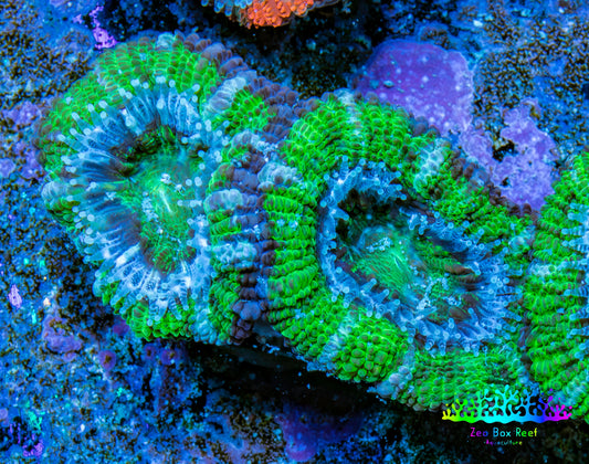 Ultra Acan Coral - Micromussa Lordhowensis - Acan Frag WYSIWYG D1R3B1 Ultra Acan Coral - Micromussa Lordhowensis - Acan Frag WYSIWYG D1R3B1 LPS Coral Ultra Acan Coral - Micromussa Lordhowensis - Acan Frag WYSIWYG D1R3B1 Zeo Box Reef