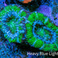 Ultra Acan Coral - Micromussa Lordhowensis - Acan Frag WYSIWYG D1R3B1 Ultra Acan Coral - Micromussa Lordhowensis - Acan Frag WYSIWYG D1R3B1 LPS Coral Ultra Acan Coral - Micromussa Lordhowensis - Acan Frag WYSIWYG D1R3B1 Zeo Box Reef