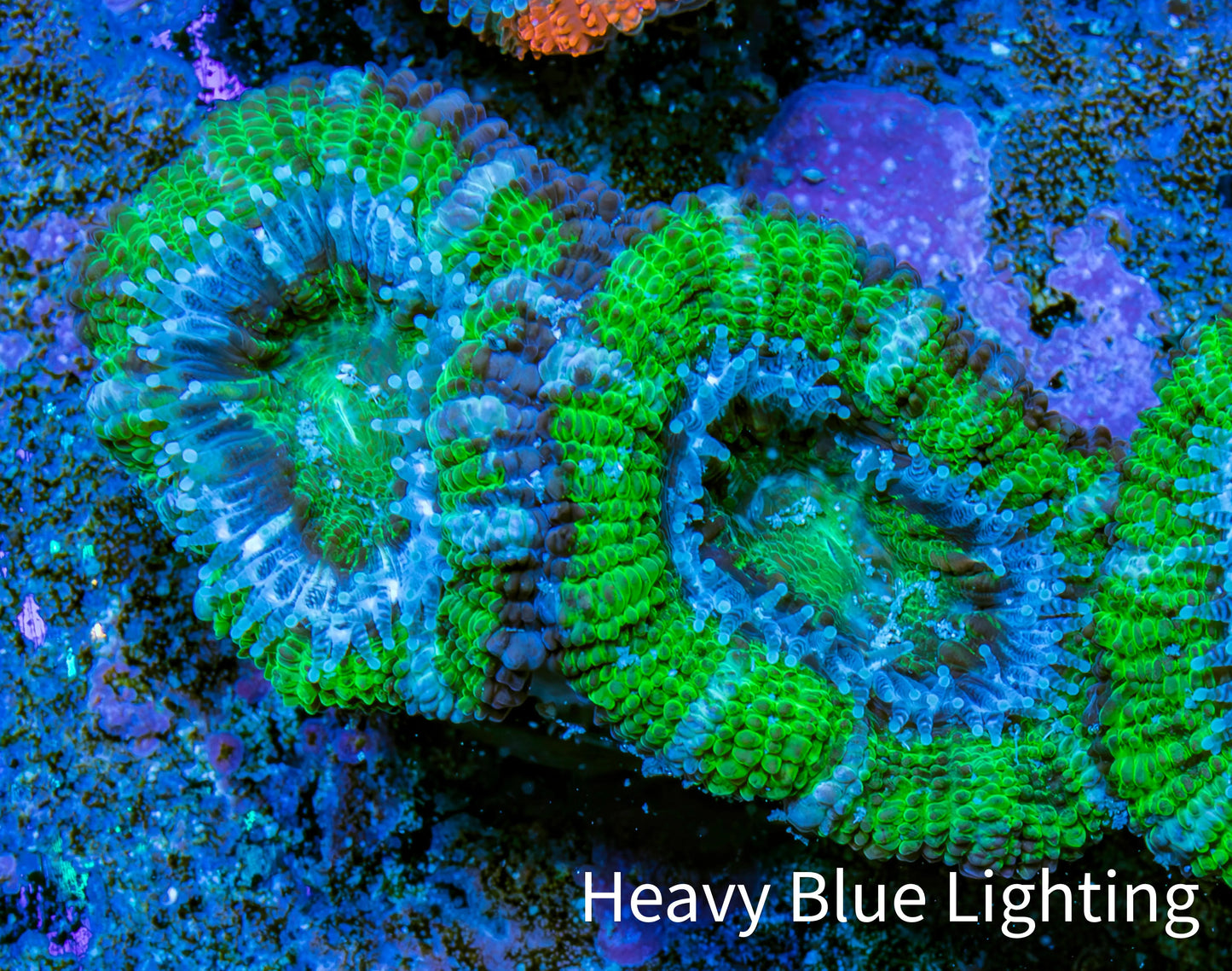 Ultra Acan Coral - Micromussa Lordhowensis - Acan Frag WYSIWYG D1R3B1 Ultra Acan Coral - Micromussa Lordhowensis - Acan Frag WYSIWYG D1R3B1 LPS Coral Ultra Acan Coral - Micromussa Lordhowensis - Acan Frag WYSIWYG D1R3B1 Zeo Box Reef