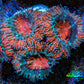 Ultra Acan Coral - Micromussa Lordhowensis - Acan Frag WYSIWYG D2R3B1 Ultra Acan Coral - Micromussa Lordhowensis - Acan Frag WYSIWYG D2R3B1 LPS Coral Ultra Acan Coral - Micromussa Lordhowensis - Acan Frag WYSIWYG D2R3B1 Zeo Box Reef