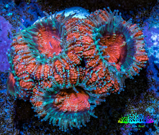 Ultra Acan Coral - Micromussa Lordhowensis - Acan Frag WYSIWYG D2R3B1 Ultra Acan Coral - Micromussa Lordhowensis - Acan Frag WYSIWYG D2R3B1 LPS Coral Ultra Acan Coral - Micromussa Lordhowensis - Acan Frag WYSIWYG D2R3B1 Zeo Box Reef