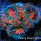 Ultra Acan Coral - Micromussa Lordhowensis - Acan Frag WYSIWYG D2R3B1 Ultra Acan Coral - Micromussa Lordhowensis - Acan Frag WYSIWYG D2R3B1 LPS Coral Ultra Acan Coral - Micromussa Lordhowensis - Acan Frag WYSIWYG D2R3B1 Zeo Box Reef