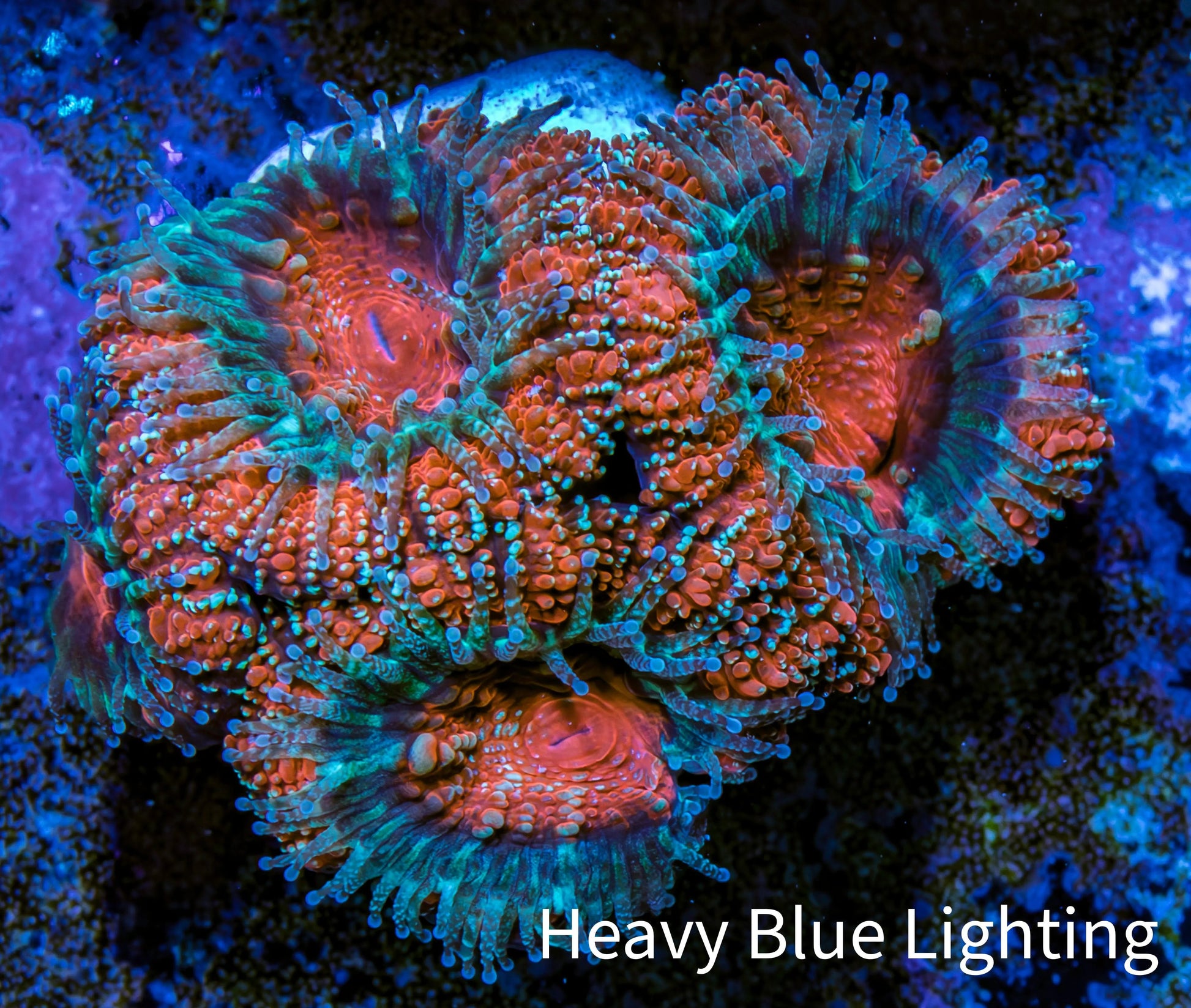 Ultra Acan Coral - Micromussa Lordhowensis - Acan Frag WYSIWYG D2R3B1 Ultra Acan Coral - Micromussa Lordhowensis - Acan Frag WYSIWYG D2R3B1 LPS Coral Ultra Acan Coral - Micromussa Lordhowensis - Acan Frag WYSIWYG D2R3B1 Zeo Box Reef