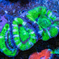 Ultra Acan Coral - Micromussa Lordhowensis - Acan Frag WYSIWYG D2R3B1 Ultra Acan Coral - Micromussa Lordhowensis - Acan Frag WYSIWYG D2R3B1 LPS Coral Ultra Acan Coral - Micromussa Lordhowensis - Acan Frag WYSIWYG D2R3B1 Zeo Box Reef