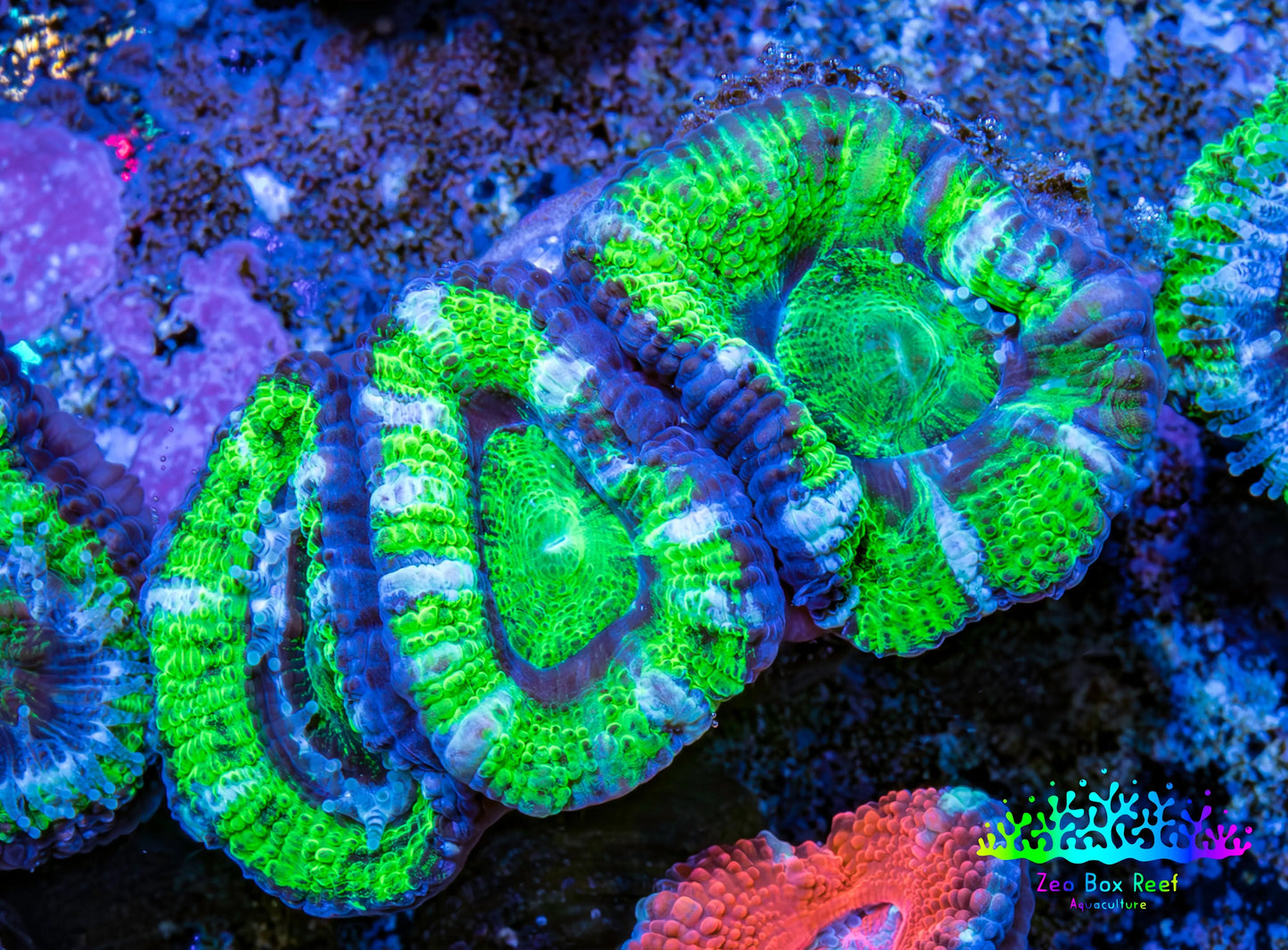 Ultra Acan Coral - Micromussa Lordhowensis - Acan Frag WYSIWYG D2R3B1 Ultra Acan Coral - Micromussa Lordhowensis - Acan Frag WYSIWYG D2R3B1 LPS Coral Ultra Acan Coral - Micromussa Lordhowensis - Acan Frag WYSIWYG D2R3B1 Zeo Box Reef