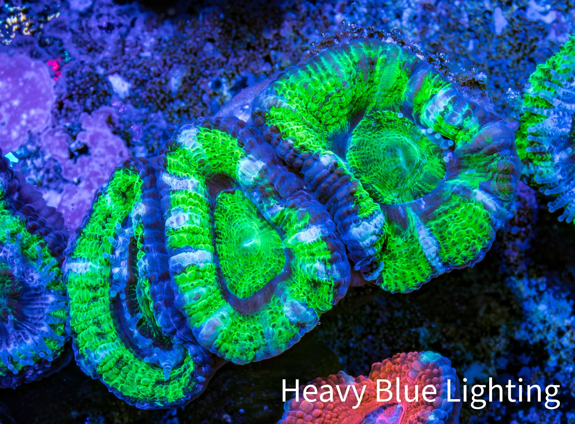 Ultra Acan Coral - Micromussa Lordhowensis - Acan Frag WYSIWYG D2R3B1 Ultra Acan Coral - Micromussa Lordhowensis - Acan Frag WYSIWYG D2R3B1 LPS Coral Ultra Acan Coral - Micromussa Lordhowensis - Acan Frag WYSIWYG D2R3B1 Zeo Box Reef