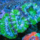 Ultra Acan Coral - Micromussa Lordhowensis - Acan Frag WYSIWYG D2R3B1 Ultra Acan Coral - Micromussa Lordhowensis - Acan Frag WYSIWYG D2R3B1 LPS Coral Ultra Acan Coral - Micromussa Lordhowensis - Acan Frag WYSIWYG D2R3B1 Zeo Box Reef