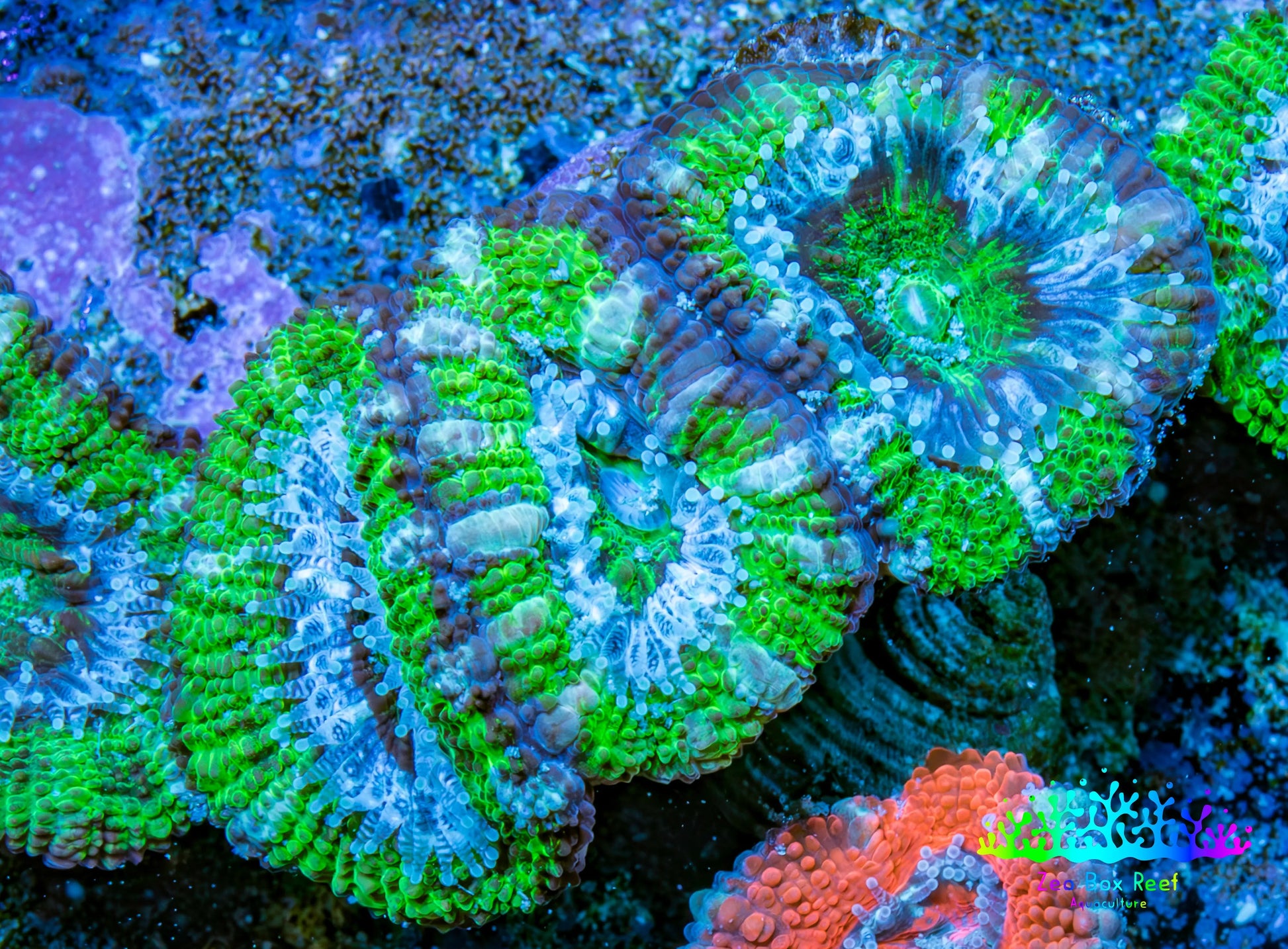 Ultra Acan Coral - Micromussa Lordhowensis - Acan Frag WYSIWYG D2R3B1 Ultra Acan Coral - Micromussa Lordhowensis - Acan Frag WYSIWYG D2R3B1 LPS Coral Ultra Acan Coral - Micromussa Lordhowensis - Acan Frag WYSIWYG D2R3B1 Zeo Box Reef