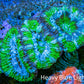 Ultra Acan Coral - Micromussa Lordhowensis - Acan Frag WYSIWYG D2R3B1 Ultra Acan Coral - Micromussa Lordhowensis - Acan Frag WYSIWYG D2R3B1 LPS Coral Ultra Acan Coral - Micromussa Lordhowensis - Acan Frag WYSIWYG D2R3B1 Zeo Box Reef