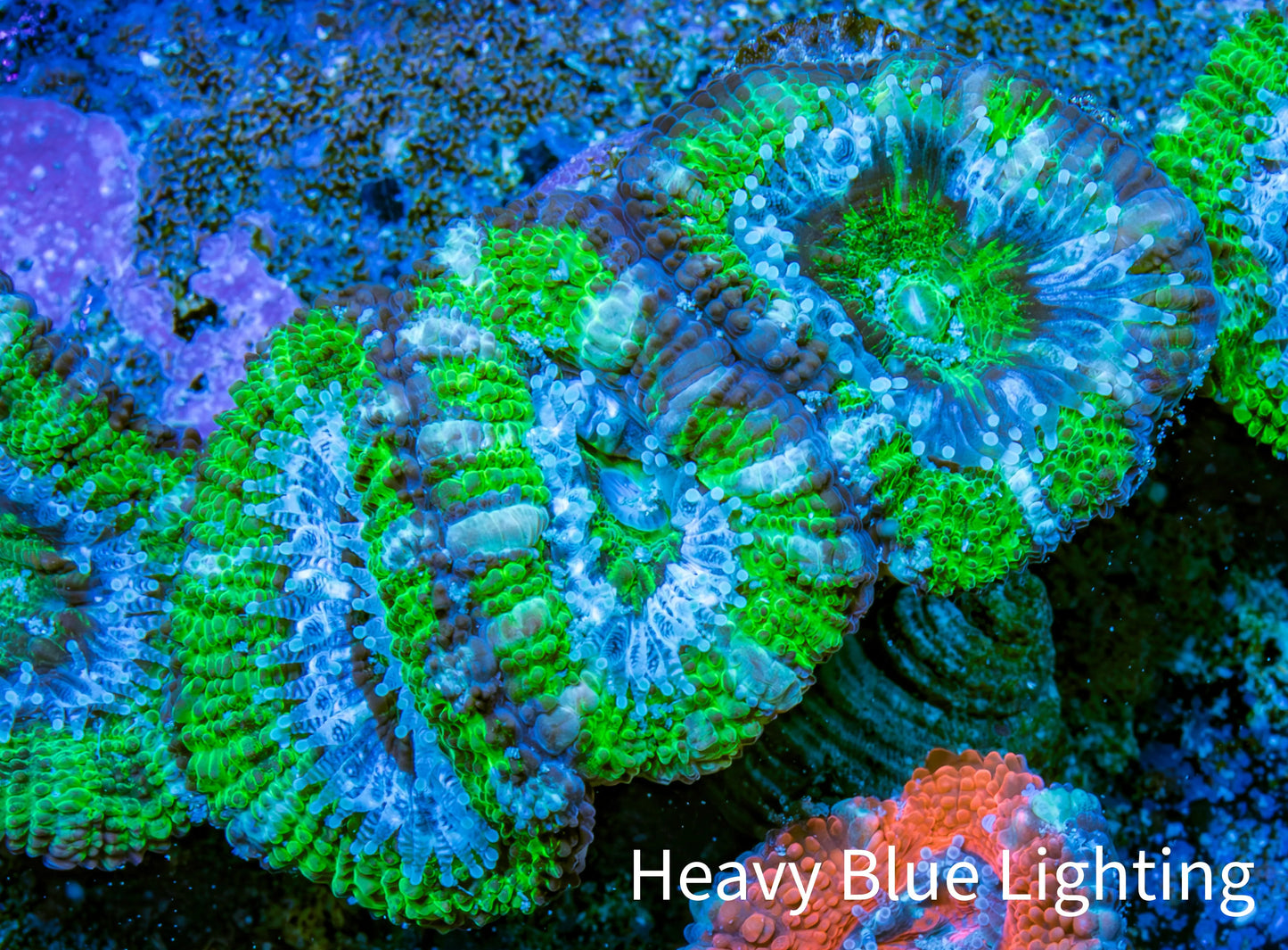 Ultra Acan Coral - Micromussa Lordhowensis - Acan Frag WYSIWYG D2R3B1 Ultra Acan Coral - Micromussa Lordhowensis - Acan Frag WYSIWYG D2R3B1 LPS Coral Ultra Acan Coral - Micromussa Lordhowensis - Acan Frag WYSIWYG D2R3B1 Zeo Box Reef