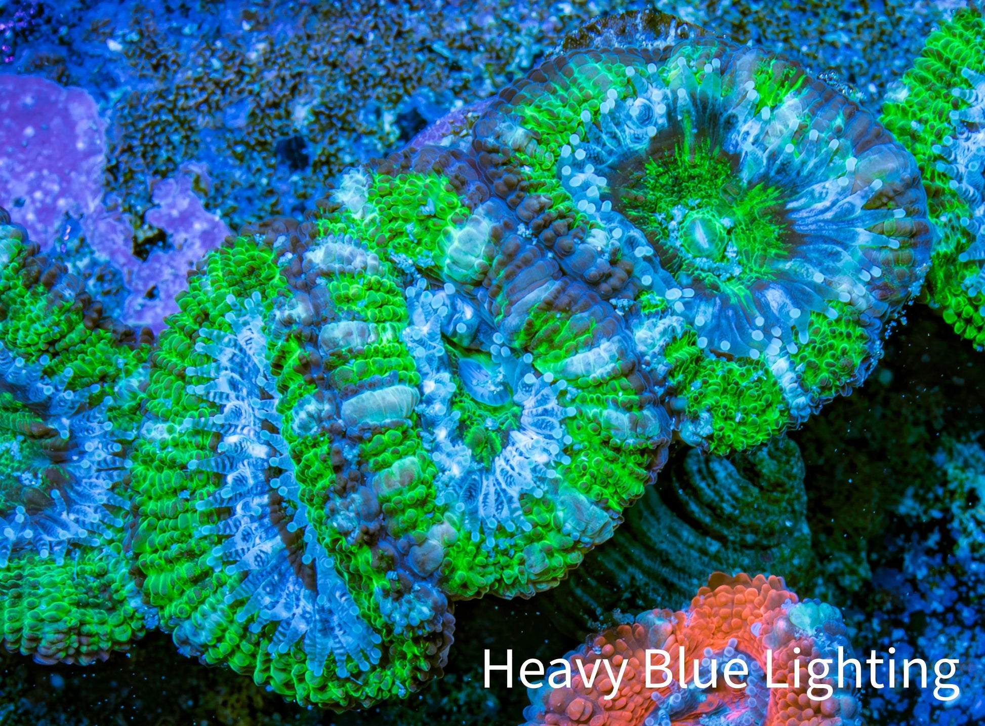 Ultra Acan Coral - Micromussa Lordhowensis - Acan Frag WYSIWYG D2R3B1 Ultra Acan Coral - Micromussa Lordhowensis - Acan Frag WYSIWYG D2R3B1 LPS Coral Ultra Acan Coral - Micromussa Lordhowensis - Acan Frag WYSIWYG D2R3B1 Zeo Box Reef