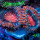 Ultra Acan Coral - Micromussa Lordhowensis - Acan Frag WYSIWYG D3R3B1 Ultra Acan Coral - Micromussa Lordhowensis - Acan Frag WYSIWYG D3R3B1 LPS Coral Ultra Acan Coral - Micromussa Lordhowensis - Acan Frag WYSIWYG D3R3B1 Zeo Box Reef