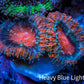Ultra Acan Coral - Micromussa Lordhowensis - Acan Frag WYSIWYG D3R3B1 Ultra Acan Coral - Micromussa Lordhowensis - Acan Frag WYSIWYG D3R3B1 LPS Coral Ultra Acan Coral - Micromussa Lordhowensis - Acan Frag WYSIWYG D3R3B1 Zeo Box Reef