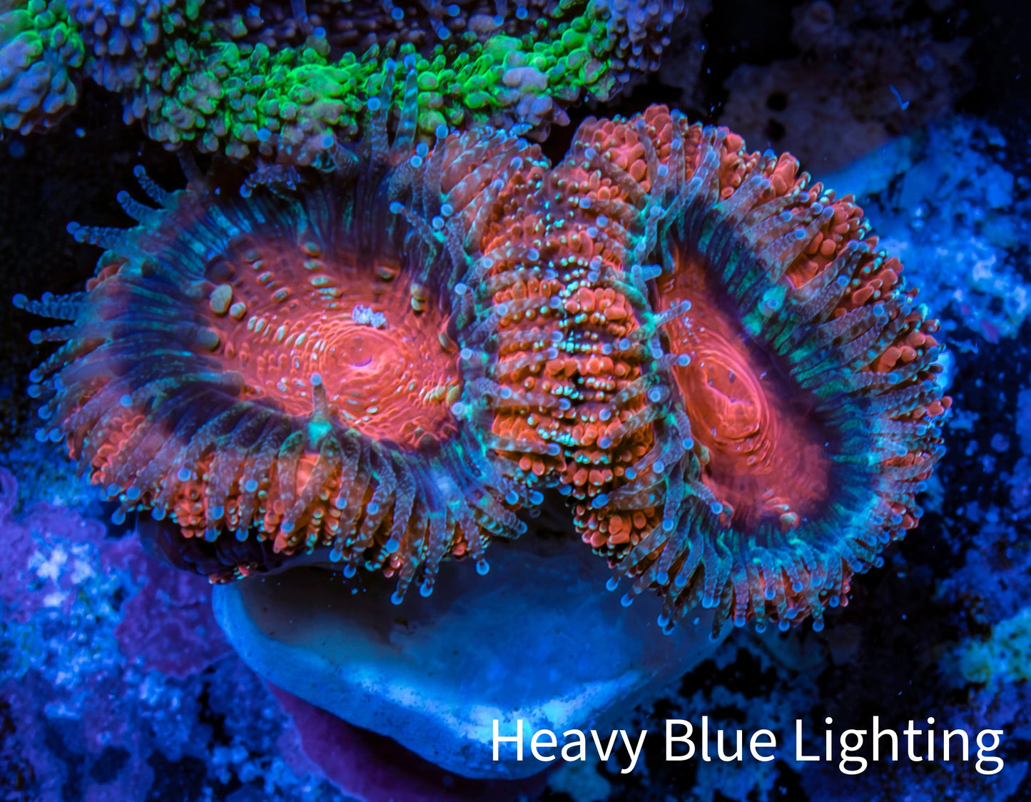 Ultra Acan Coral - Micromussa Lordhowensis - Acan Frag WYSIWYG D3R3B1 Ultra Acan Coral - Micromussa Lordhowensis - Acan Frag WYSIWYG D3R3B1 LPS Coral Ultra Acan Coral - Micromussa Lordhowensis - Acan Frag WYSIWYG D3R3B1 Zeo Box Reef