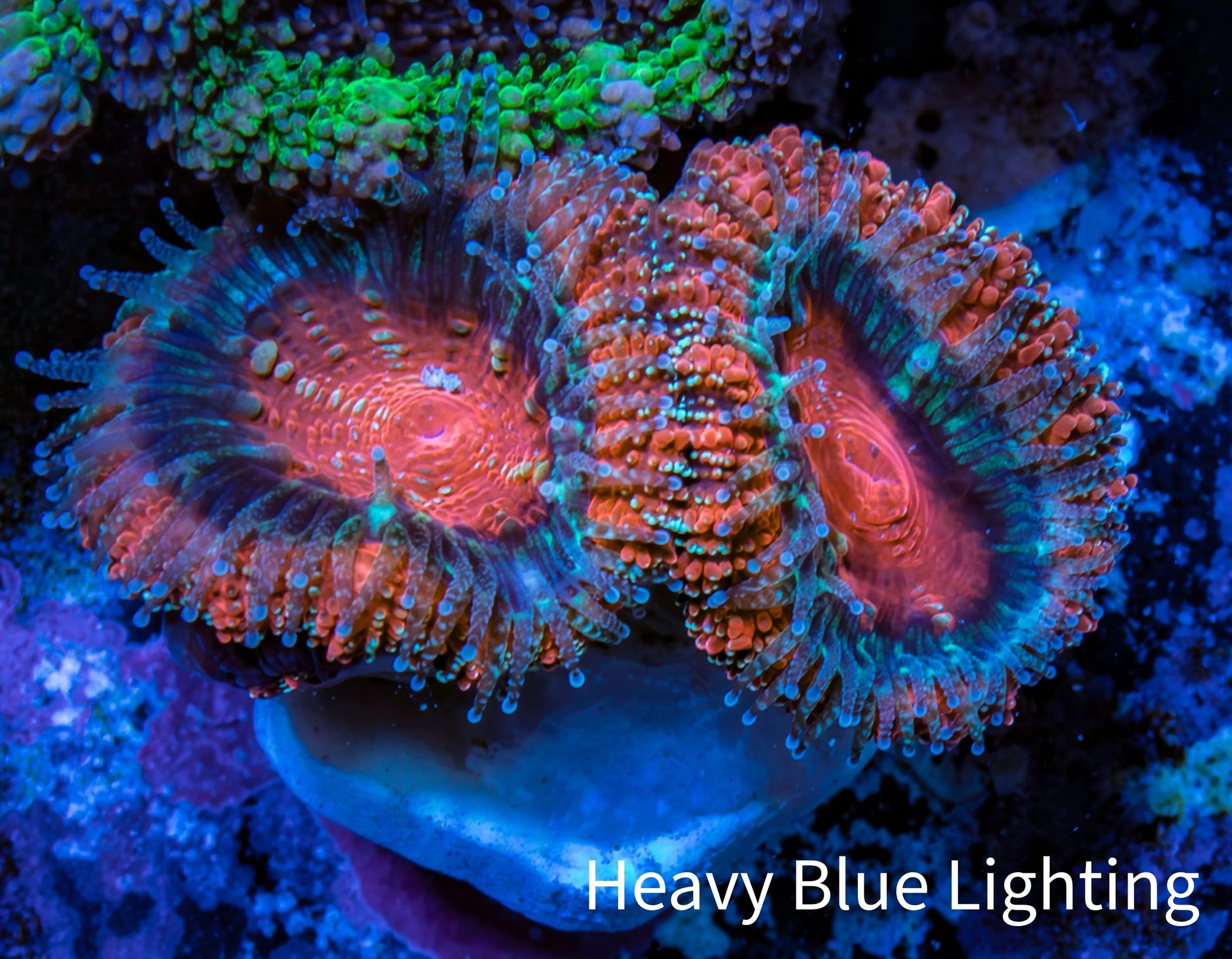 Ultra Acan Coral - Micromussa Lordhowensis - Acan Frag WYSIWYG D3R3B1 Ultra Acan Coral - Micromussa Lordhowensis - Acan Frag WYSIWYG D3R3B1 LPS Coral Ultra Acan Coral - Micromussa Lordhowensis - Acan Frag WYSIWYG D3R3B1 Zeo Box Reef