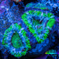 Ultra Acan Coral - Micromussa Lordhowensis - Acan Frag WYSIWYG D3R3B1 Ultra Acan Coral - Micromussa Lordhowensis - Acan Frag WYSIWYG D3R3B1 LPS Coral Ultra Acan Coral - Micromussa Lordhowensis - Acan Frag WYSIWYG D3R3B1 Zeo Box Reef