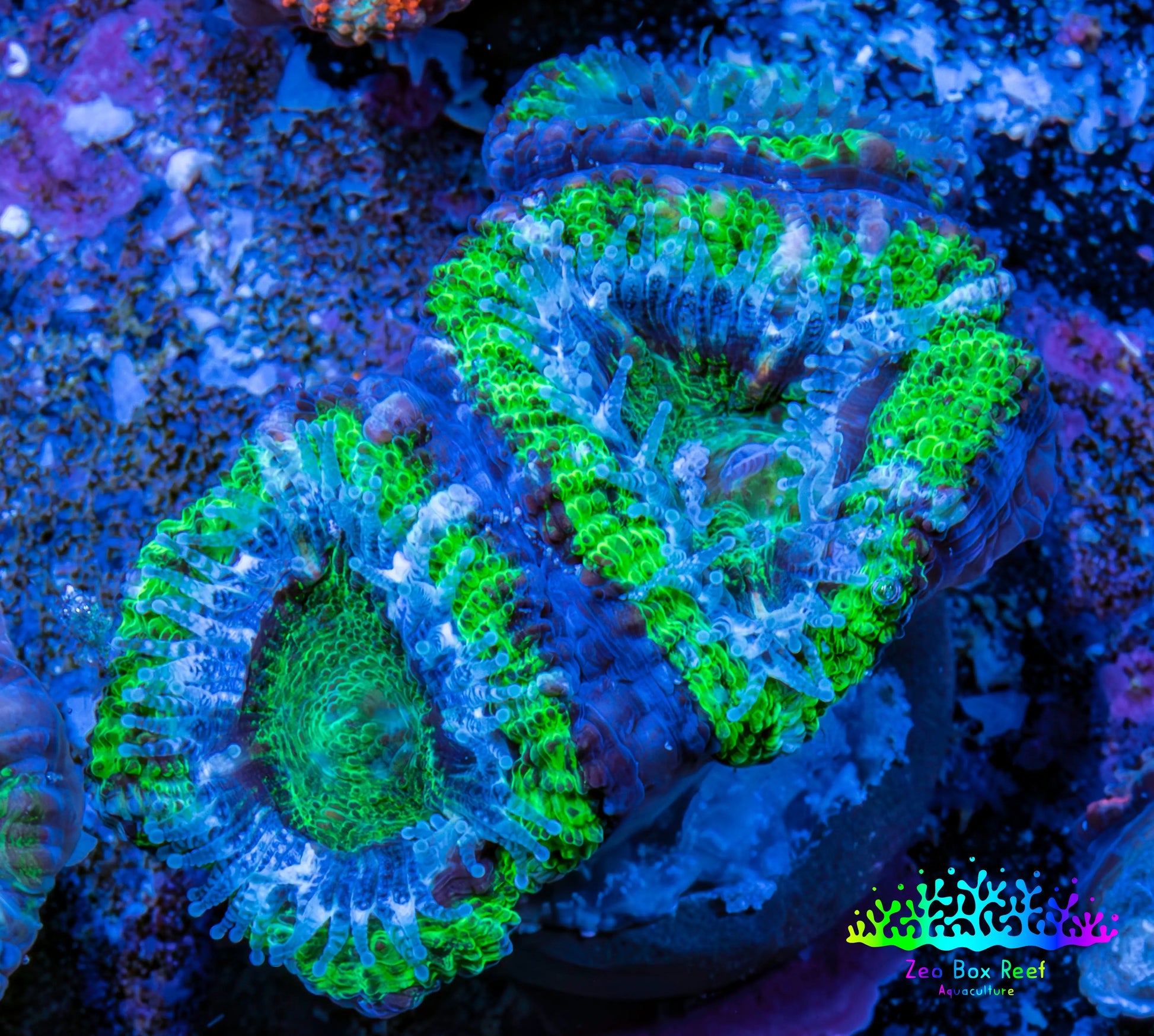 Ultra Acan Coral - Micromussa Lordhowensis - Acan Frag WYSIWYG D3R3B1 Ultra Acan Coral - Micromussa Lordhowensis - Acan Frag WYSIWYG D3R3B1 LPS Coral Ultra Acan Coral - Micromussa Lordhowensis - Acan Frag WYSIWYG D3R3B1 Zeo Box Reef